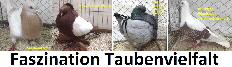 2023_Taubenvielfalt